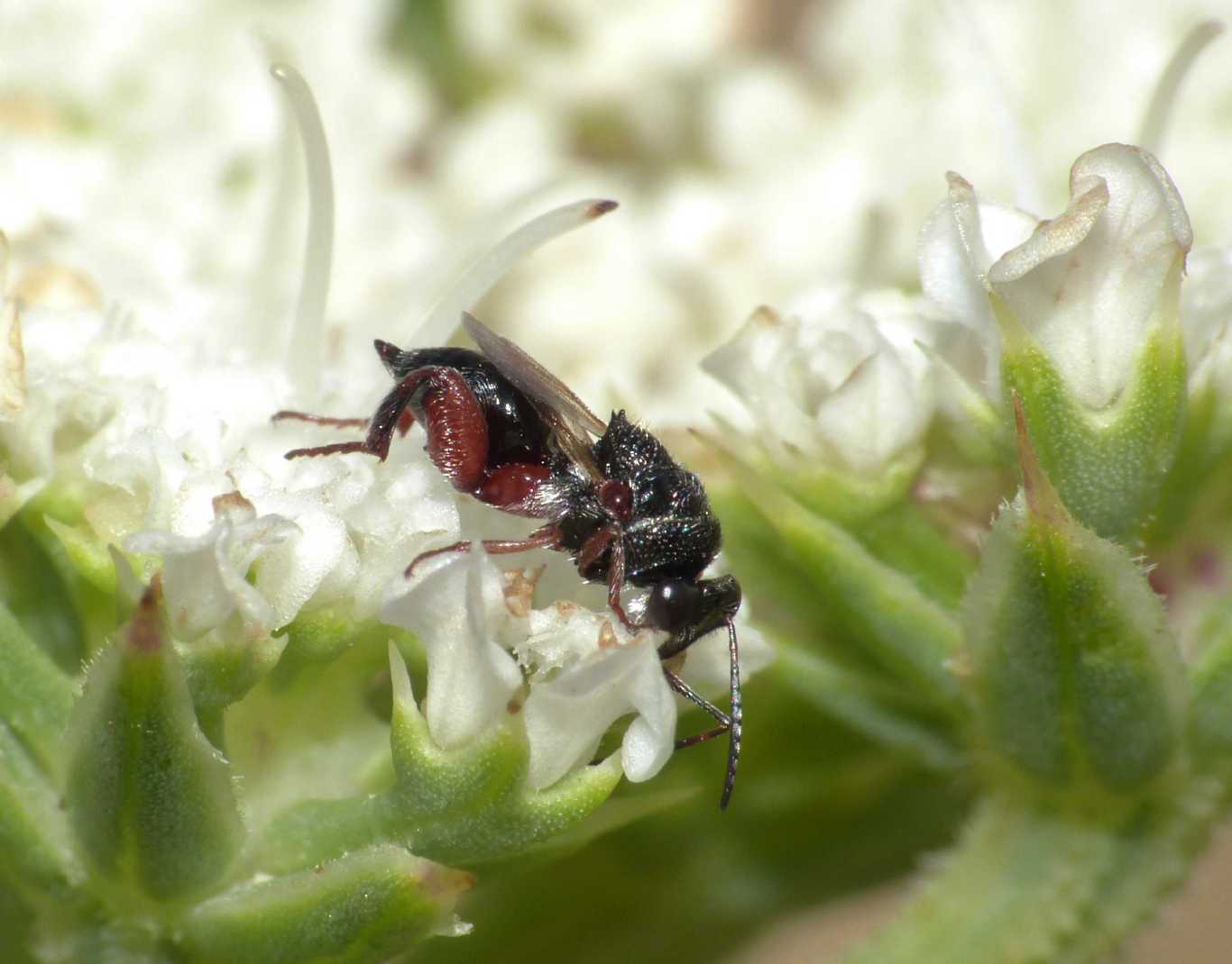 Piccolissimo imenottero (Chalcididae)